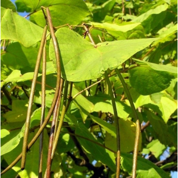 CATALPA KATALPA Surmia odporna mróz - sadzonki 40 / 60 cm